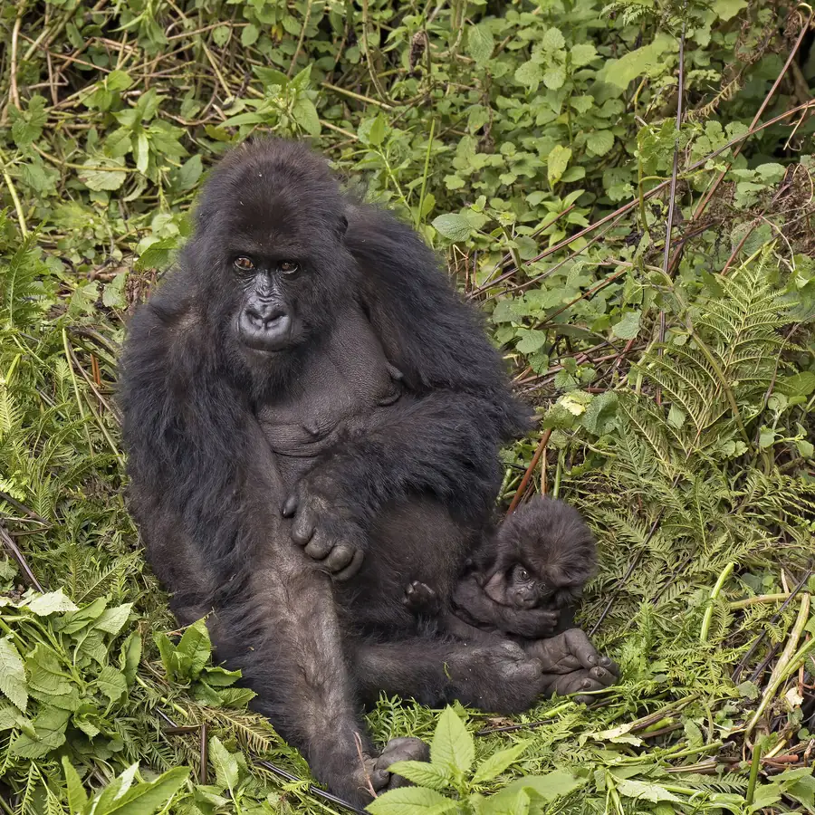 A mountain gorilla mother holds her baby among green leaves in Volcanoes National Park, Rwanda